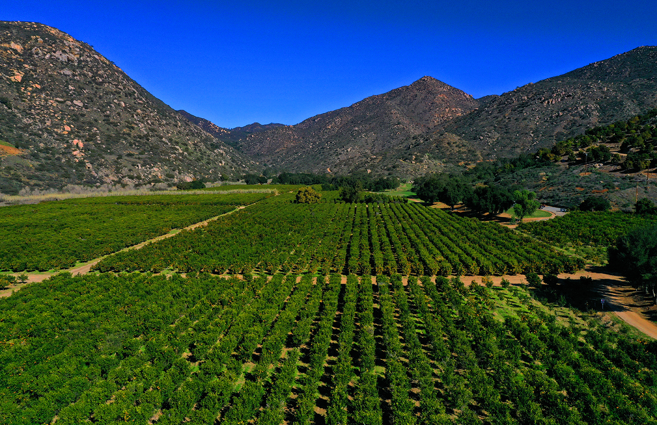 Citrus Grove by mountains